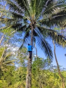 How to Choose Coconut Trees to Make Coconut Sugar